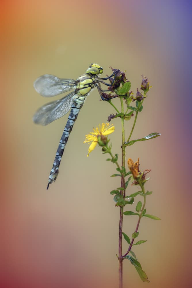 Delicate Dragonfly Bloom by Fabrizio Daminelli — canvas wall art