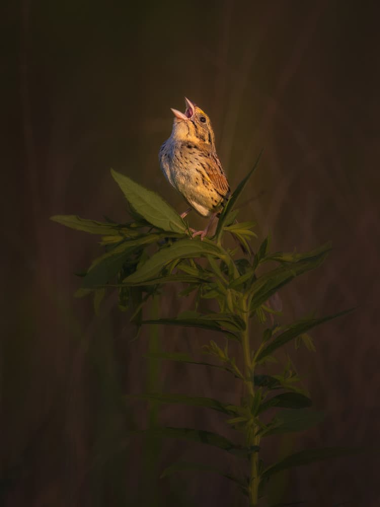 Golden Songbird Sings by Leechee Z — canvas wall art
