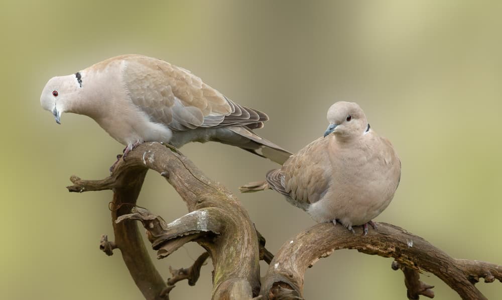 Peaceful Dove Pair by Annie Keizer — canvas wall art
