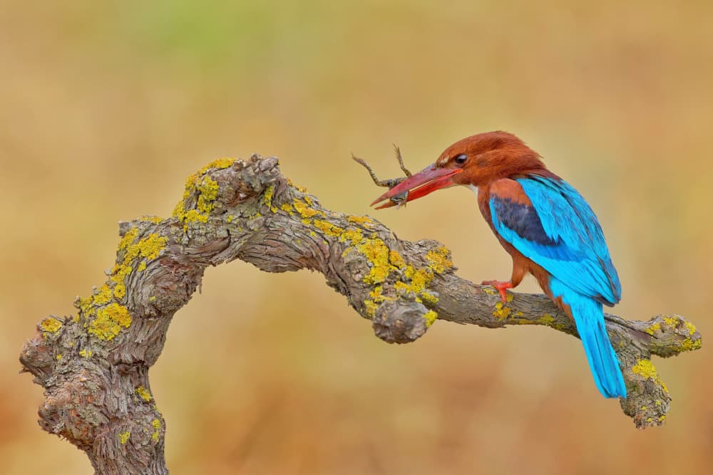 Colorful Kingfisher Catch by David Manusevich — canvas wall art