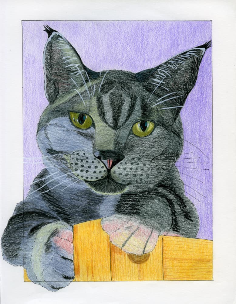 Curious Gray Cat Peeks by Viktoriia Saunina — canvas wall art