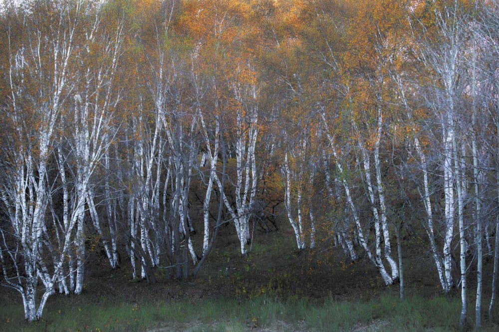 Autumn Birch Grove by Hsiao-Yang Fei — canvas wall art