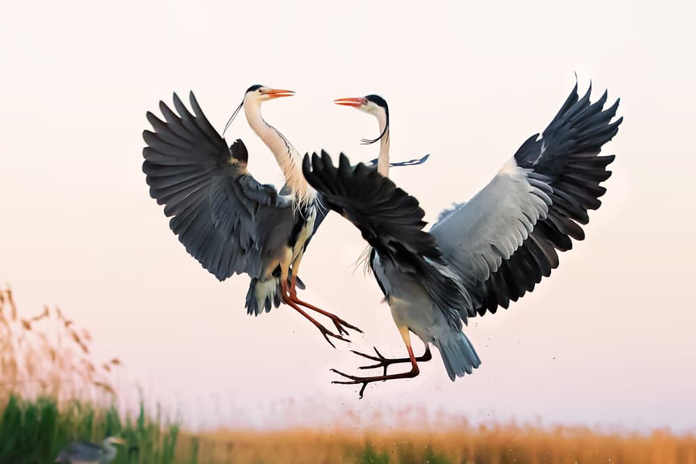 Grey Herons Battling by Jun Zuo — canvas wall art