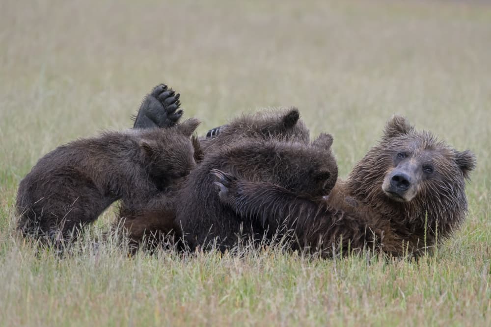 Grizzly Mom and Cubs by Linda D Lester — canvas wall art