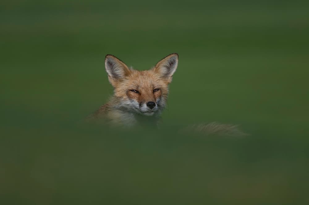 Peeking Red Fox by Tracy — canvas wall art