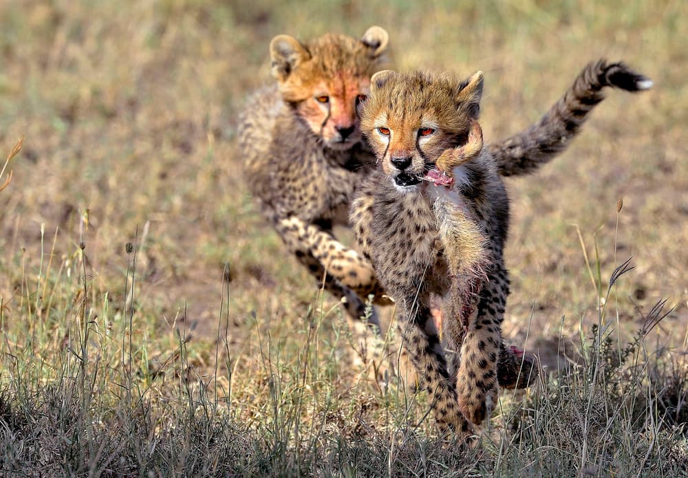 Running Cheetah Cubs by Giuseppe DAmico — canvas wall art