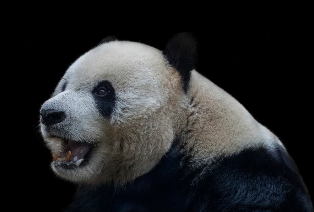 Giant Panda Portrait by C.S. Tjandra — canvas wall art