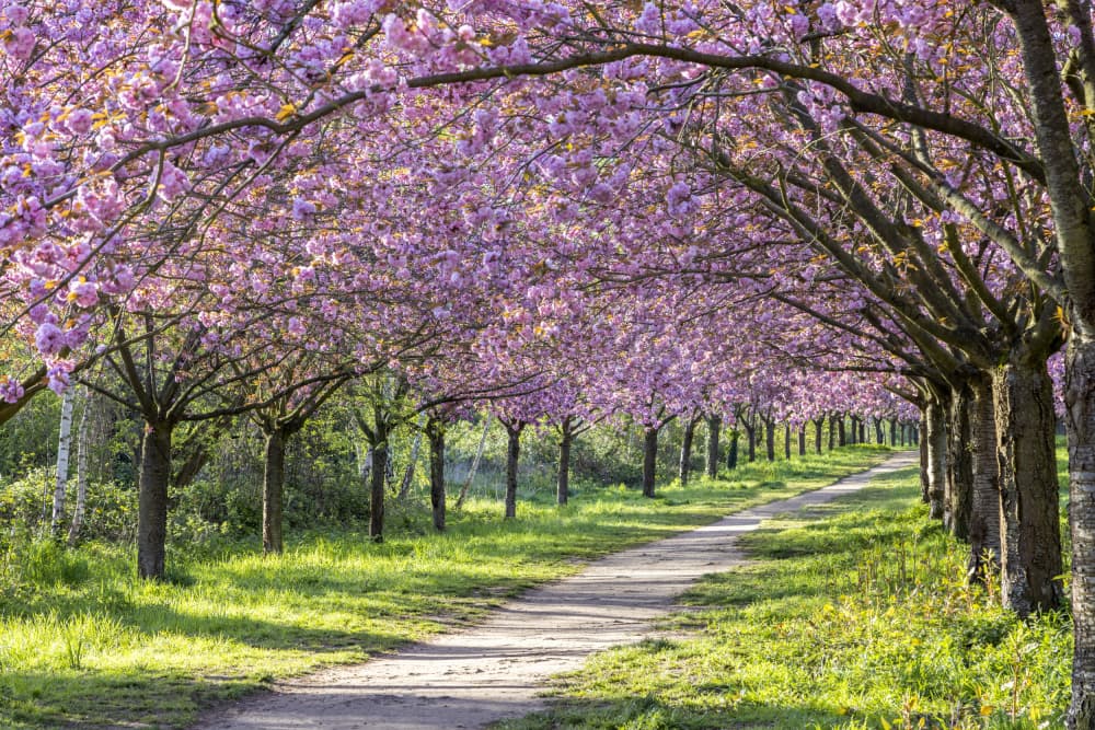 Pink Cherry Blossom Path by Melanie Viola — canvas wall art