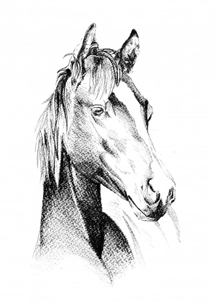 Noble Horse Profile by Kulik — canvas wall art