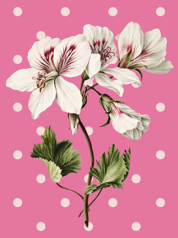 Pink Polka Dot Geraniums by Marja van den Hurk — canvas wall art