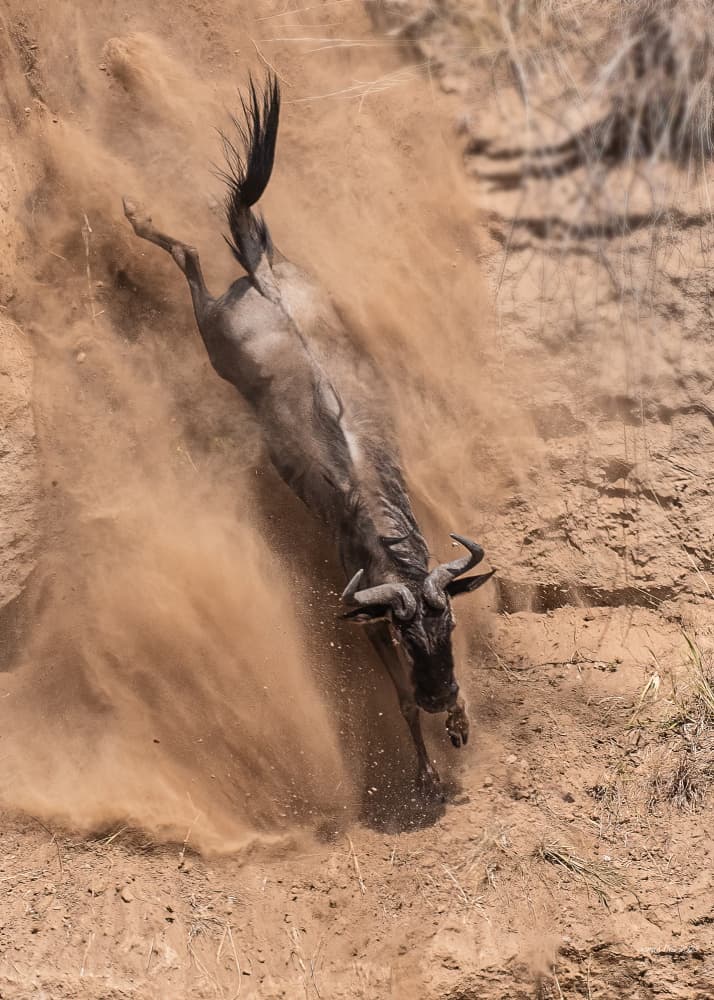Wildebeest Dust Descent by James Cai — canvas wall art