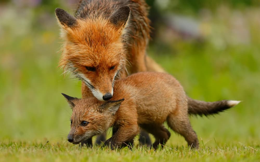 Red Fox and Cub by Assaf Gavra — canvas wall art