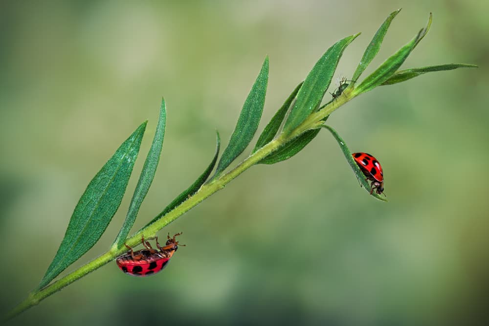 Lively Ladybugs on Green by Atul Saluja — canvas wall art