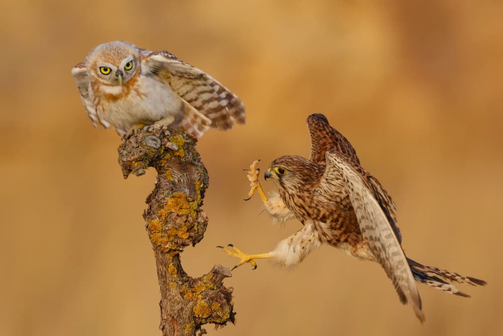 Kestrel Owl Encounter by David Manusevich — canvas wall art
