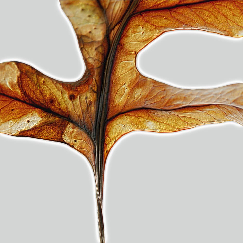 Warm Autumn Leaf by Saskia Mensink — canvas wall art