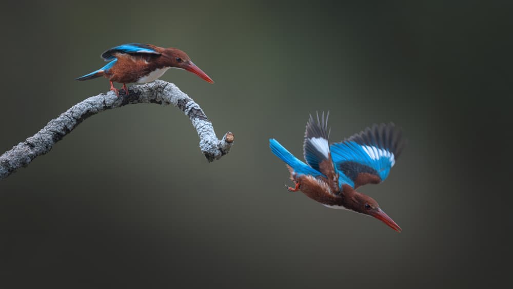 Kingfisher Duo Dive by tianhuayu — canvas wall art