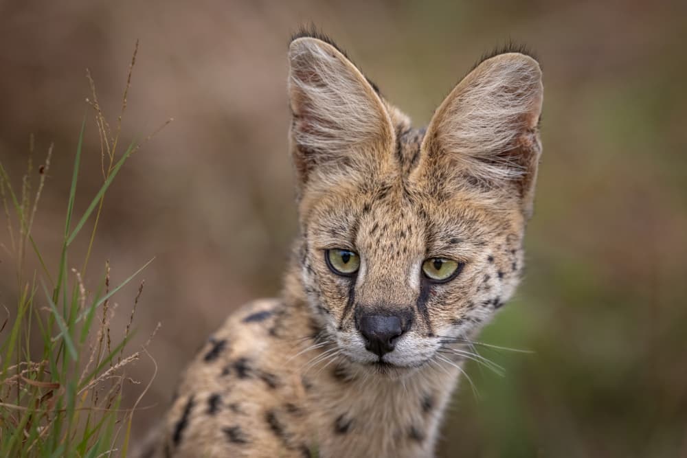 Young Serval Gaze by Mark Strom — canvas wall art