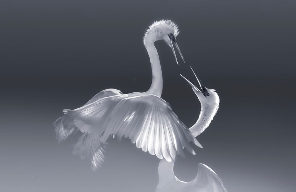 Egrets' Elegant Dance by Larry Deng APA — canvas wall art
