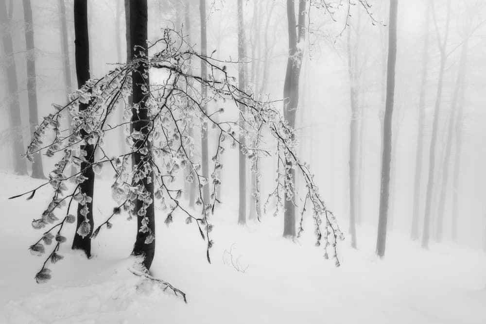 Misty Frozen Forest by Tom Pavlasek — canvas wall art