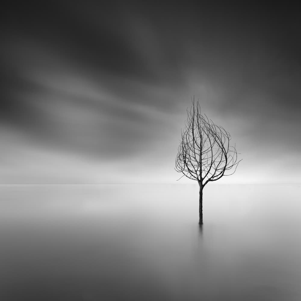 Solitary Bare Tree by George Digalakis — canvas wall art