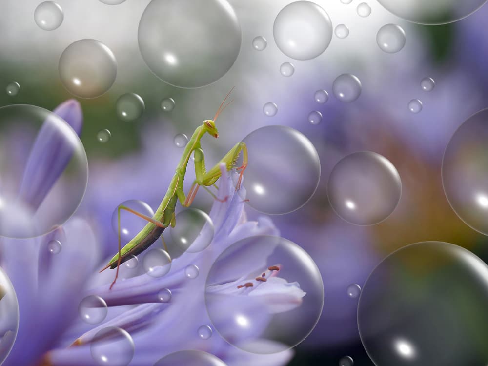 Ethereal Mantis Bubbles by Thierry Dufour — canvas wall art