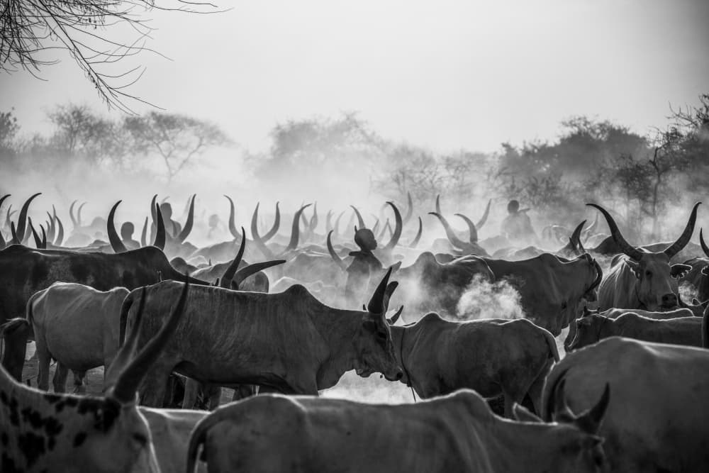 Horns In The Dust by Svetlin Yosifov — canvas wall art