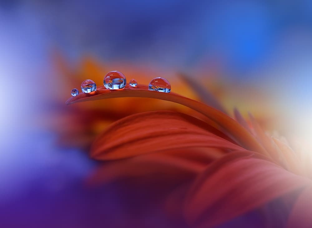 Colorful Dew Drop Petals by Juliana Nan — canvas wall art