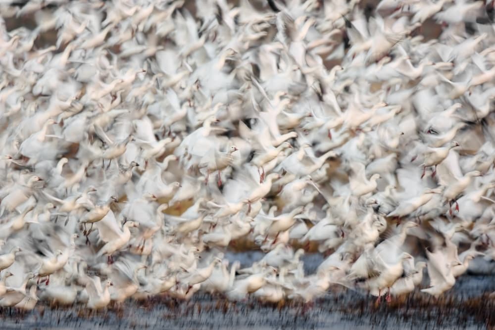 Snow Geese Flight by John Fan — canvas wall art