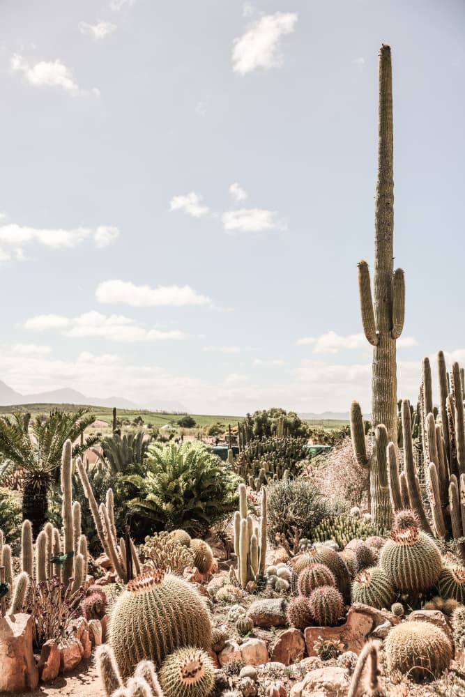 Desert Symphony by Shot by Clint — canvas wall art