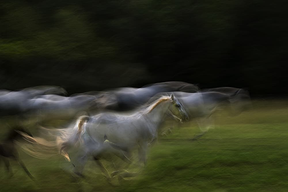 White Horses In Motion by Milan Malovrh — canvas wall art