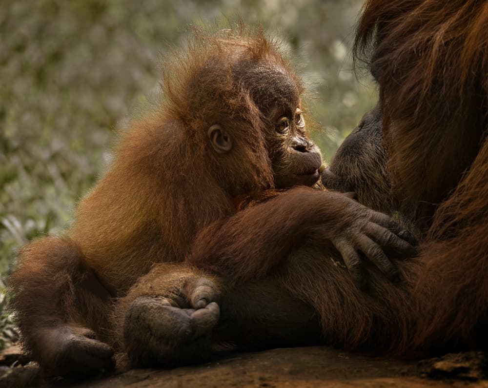 Young Orangutan Bond by C.S. Tjandra — canvas wall art