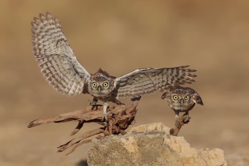 Little Owls Watching by David Manusevich — canvas wall art