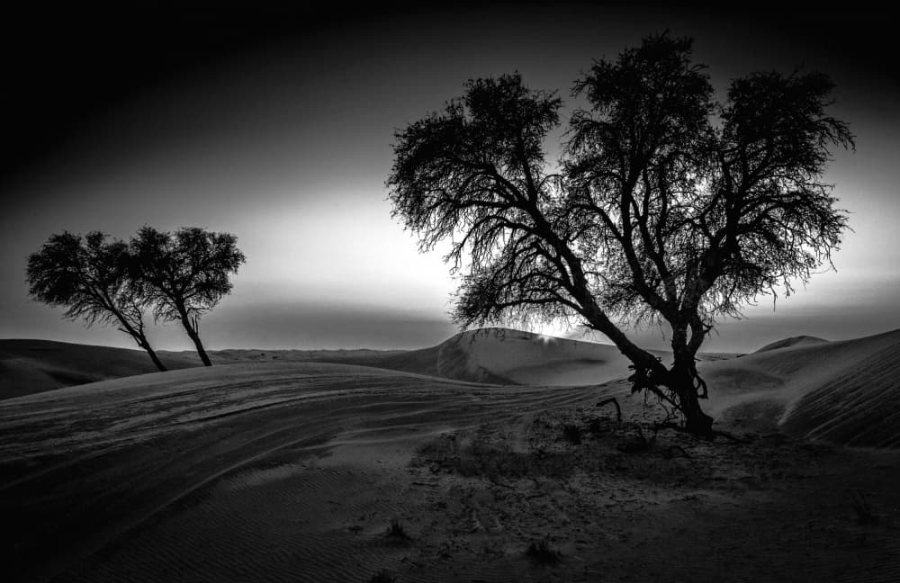Desert Trees Silhouette by Allan Li wp — canvas wall art