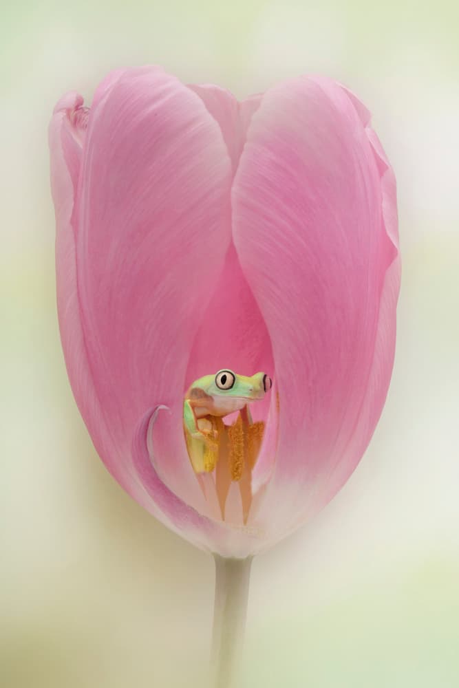 Green Frog Pink Tulip by Linda D Lester — canvas wall art