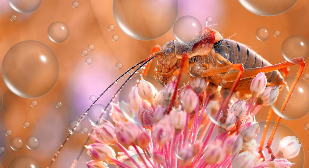 Insect on Dewy Blooms by Thierry Dufour — canvas wall art