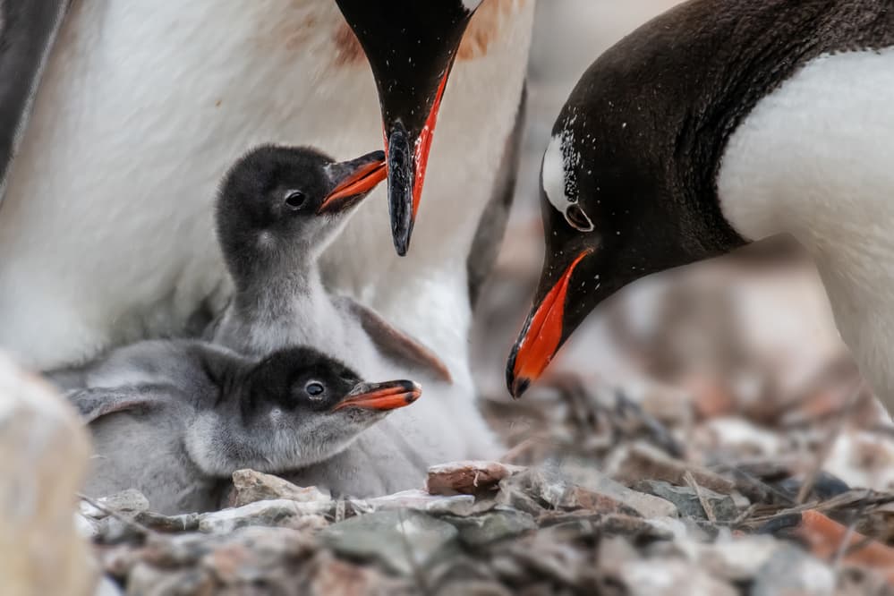 Penguin Family Nest by Siyu_Wei APA — canvas wall art