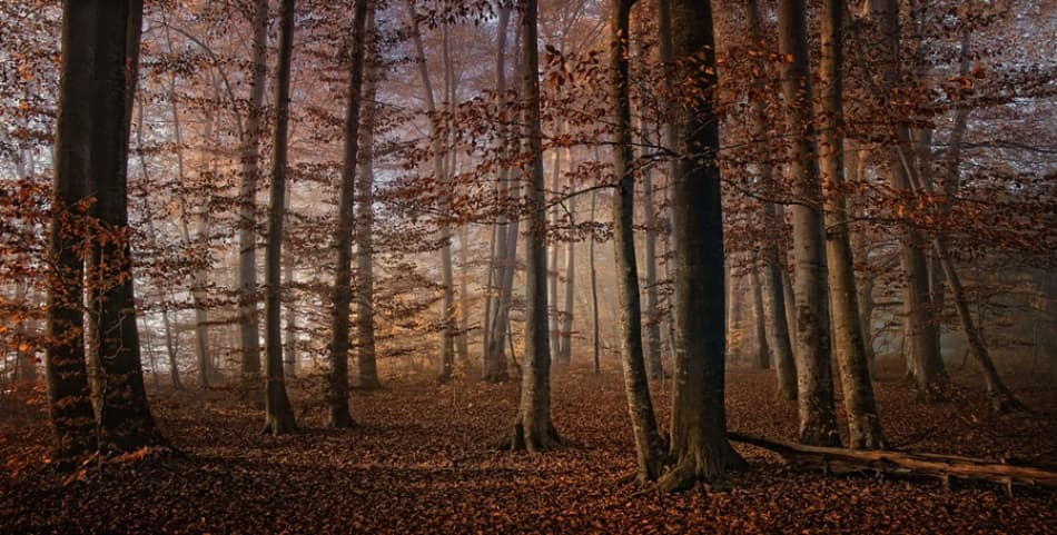 Misty Autumn Forest by Norbert Maier — canvas wall art