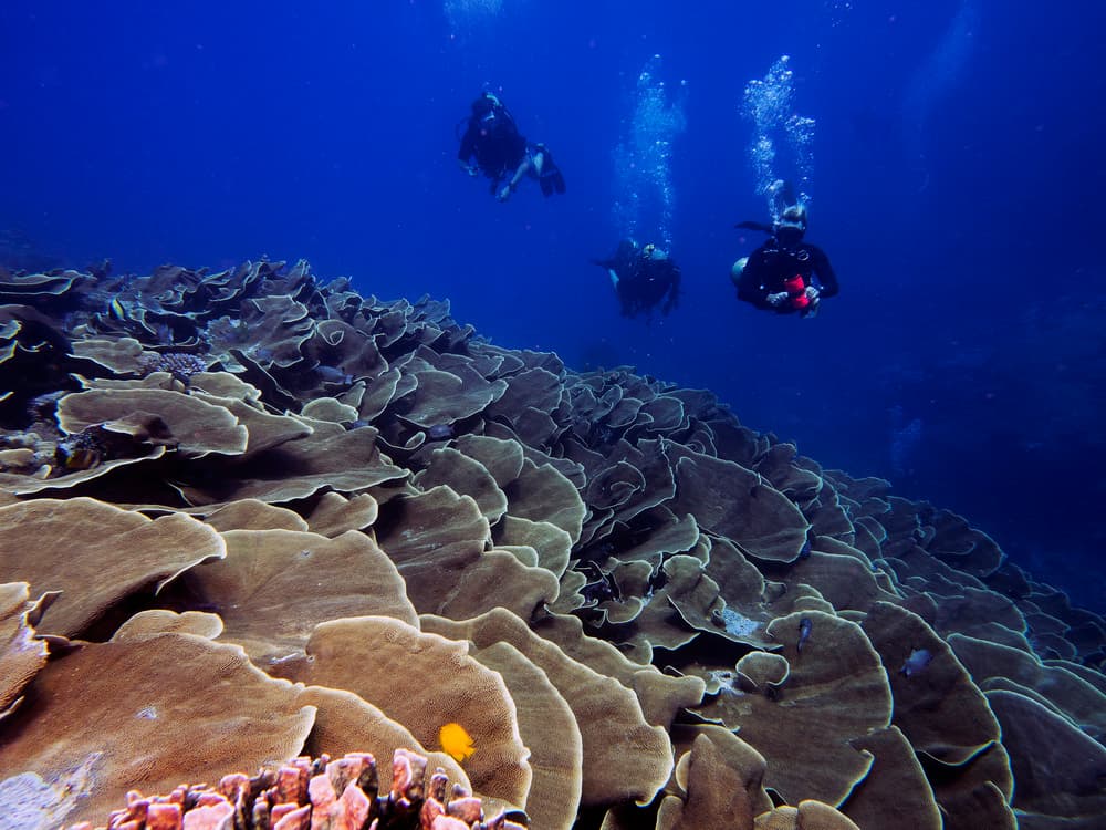 Divers Over Coral Reef by Ilan Ben Tov — canvas wall art