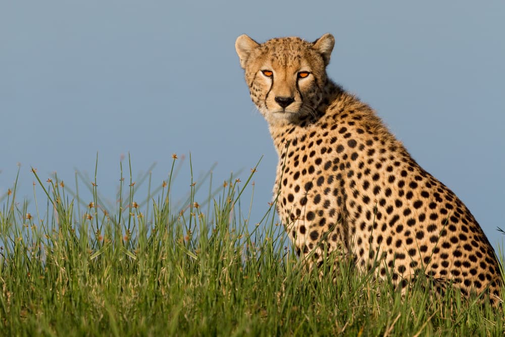 Spotted Cheetah Sitting by Alessandro Catta — canvas wall art