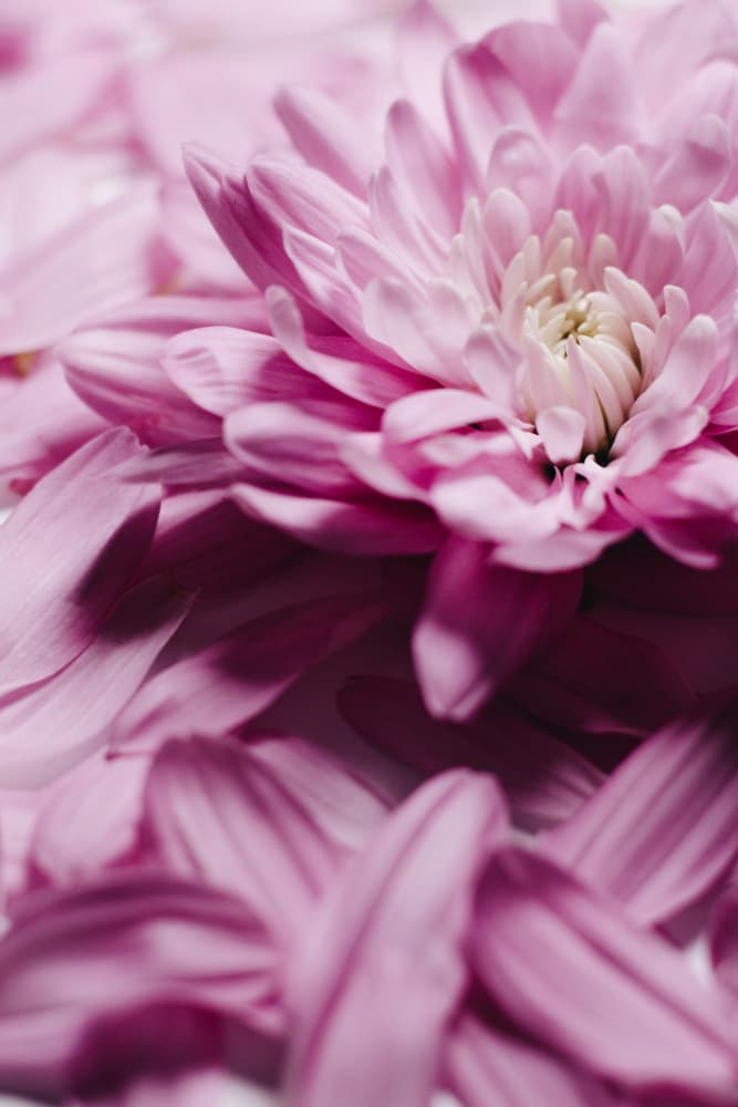 Pink Petal Symphony by uplusmestudio — canvas wall art