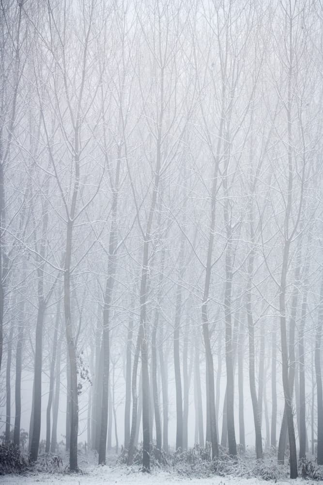 Misty Winter Trees by Marco Galimberti — canvas wall art