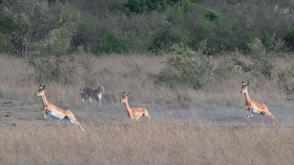 Cheetah Chase Savanna by Sheila Xu — canvas wall art