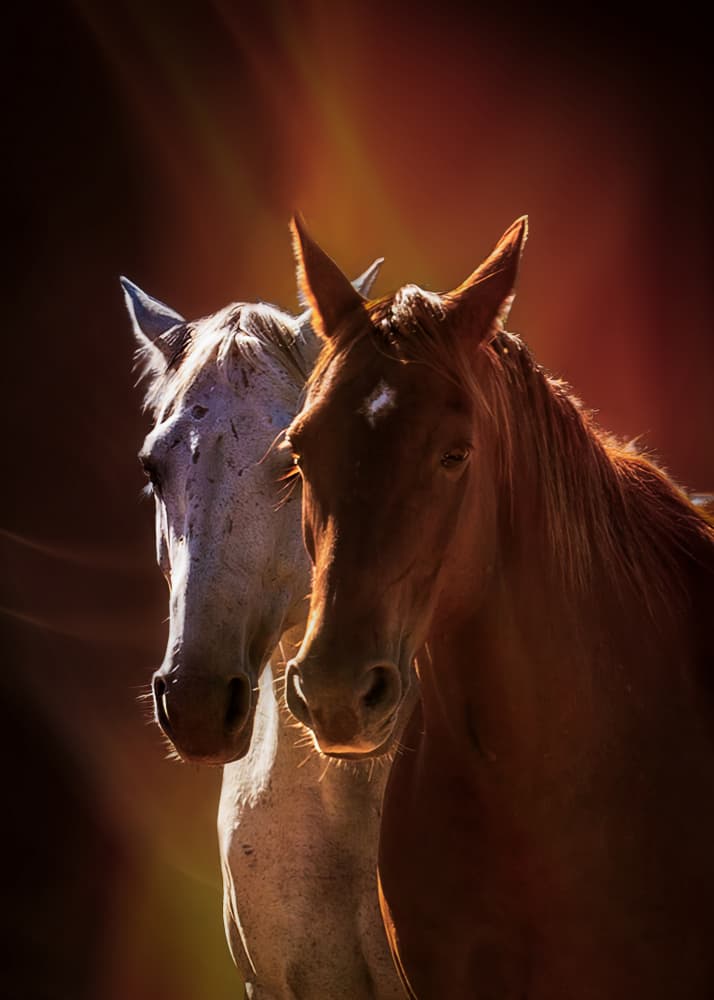 Two Horses In Golden Light by Frank Ma — canvas wall art