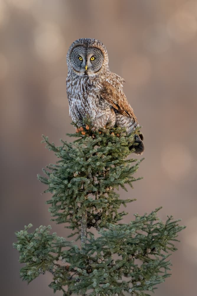 Great Gray Owl Perched by Jacob (Jian) Xu — canvas wall art
