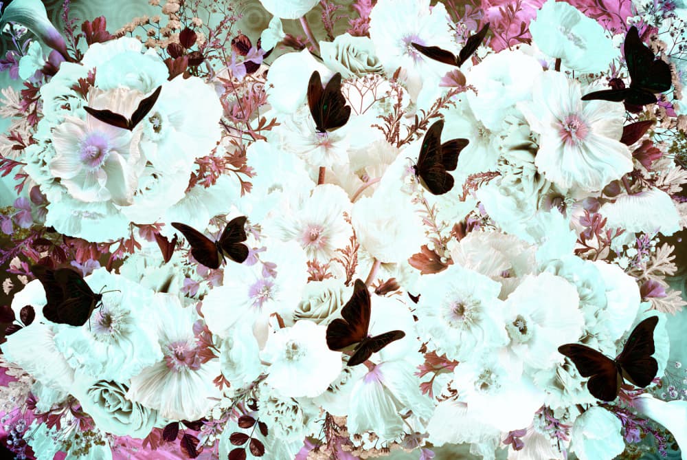 White Blooms And Butterflies by Sue Skellern — canvas wall art