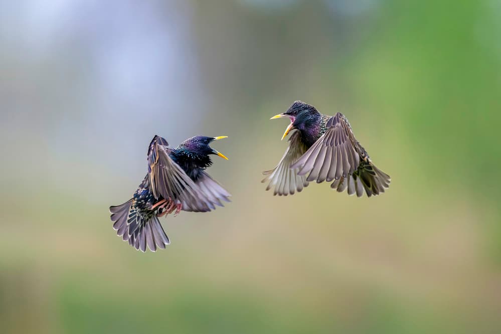 Starlings Mid-Air Fight by Marco Redaelli — canvas wall art