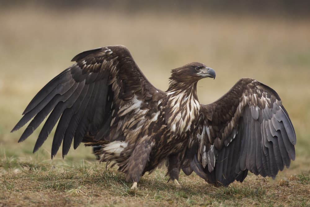 Majestic Eagle Spreading Wings by David Manusevich — canvas wall art