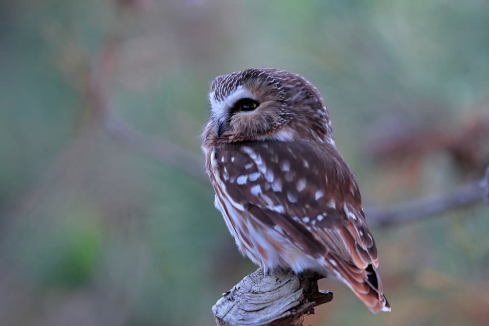 Small Perched Owl by Gavin Lam — canvas wall art