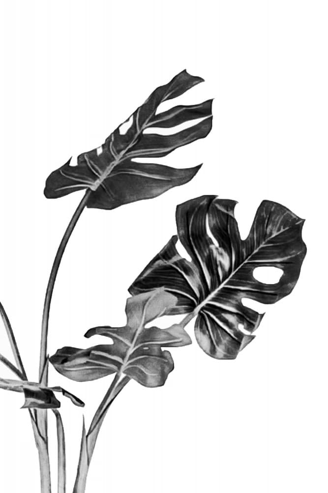 Monstera Tropical Leaves by amini54 — canvas wall art