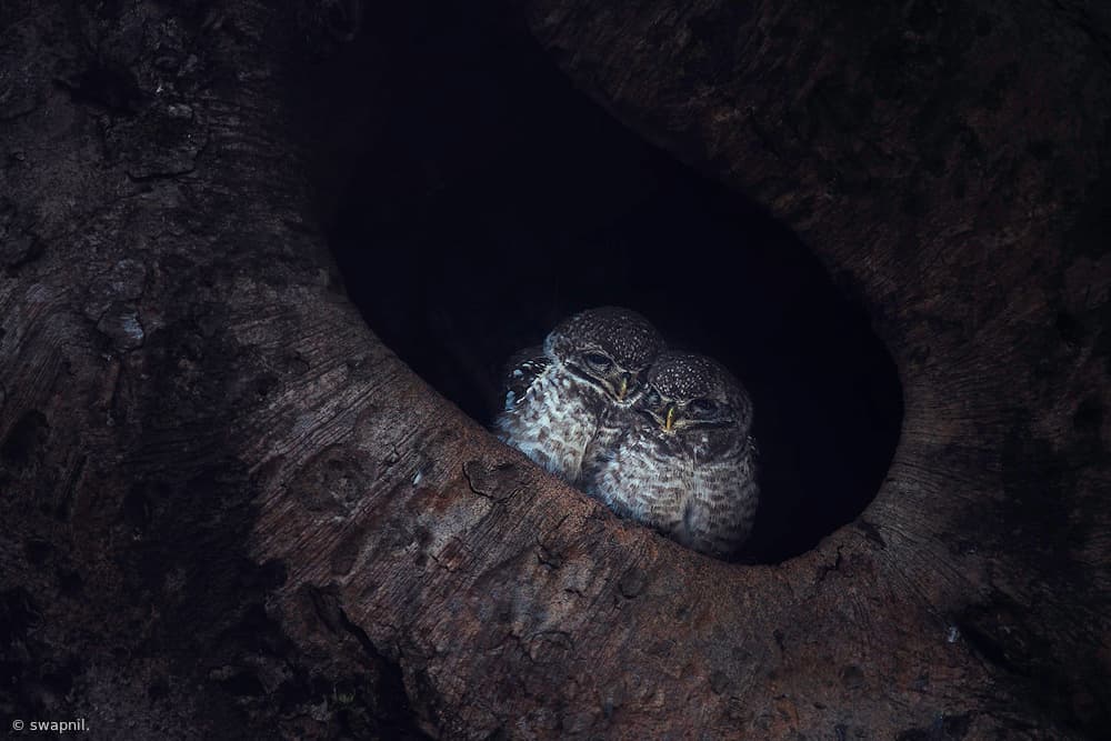 Cozy Owlets In Tree Hollow by swapnil deshpande — canvas wall art